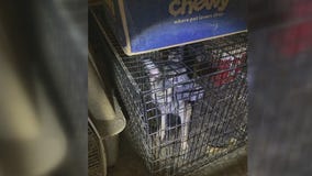 10 dogs, cats rescued for horrible living conditions in Baytown