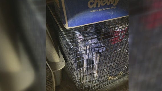 10 dogs, cats rescued for horrible living conditions in Baytown