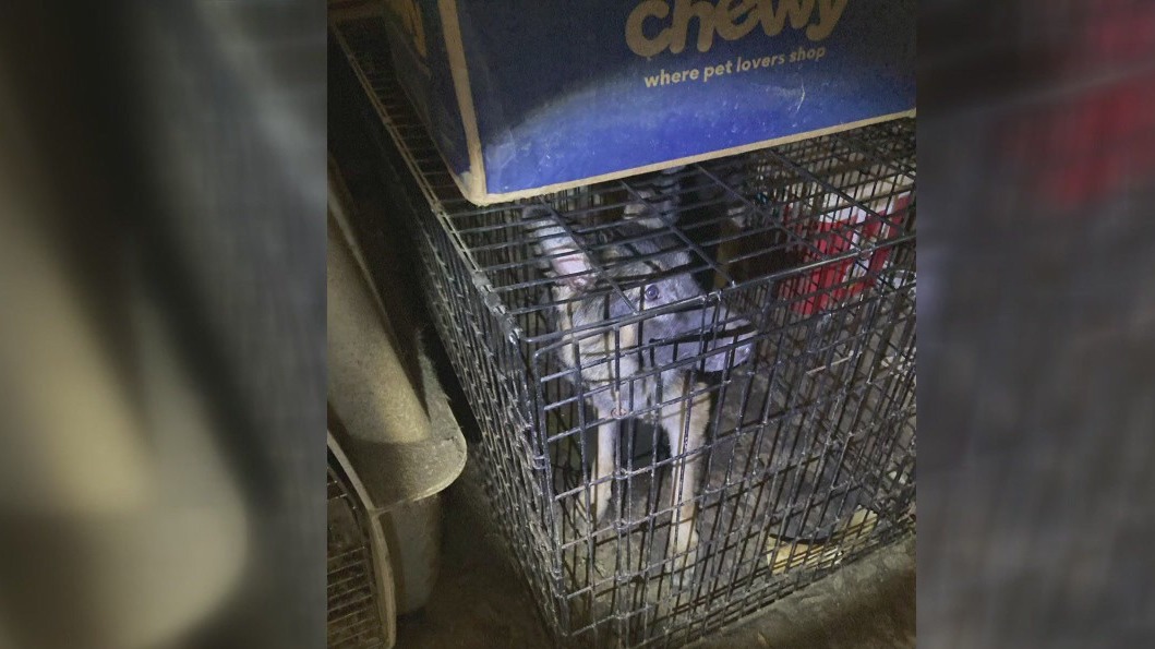 10 dogs, cats rescued for horrible living conditions in Baytown
