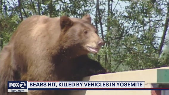 Yosemite visitors asked to slow down after two bears killed