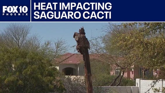 Saguaro cacti dying at rapid rate in the desert