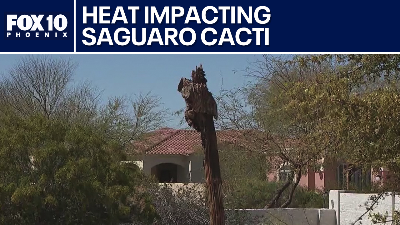 Saguaro cacti dying at rapid rate in the desert
