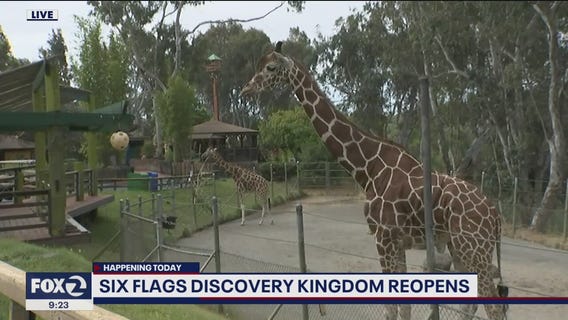 Six Flags Discovery Kingdom Reopens