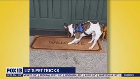 Liz's Pet Tricks for Tuesday, February 28