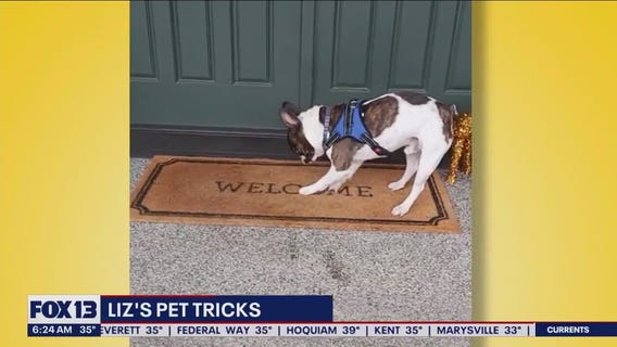 Liz's Pet Tricks for Tuesday, February 28
