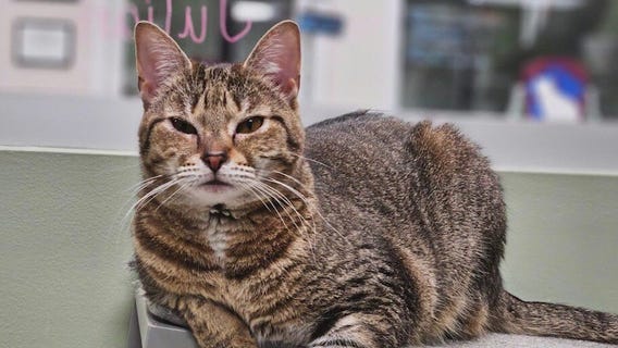 Meet Freckles: Our Pet of the Day