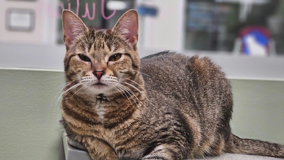 Meet Freckles: Our Pet of the Day