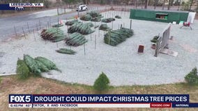 Drought could impact Christmas tree prices across the DMV