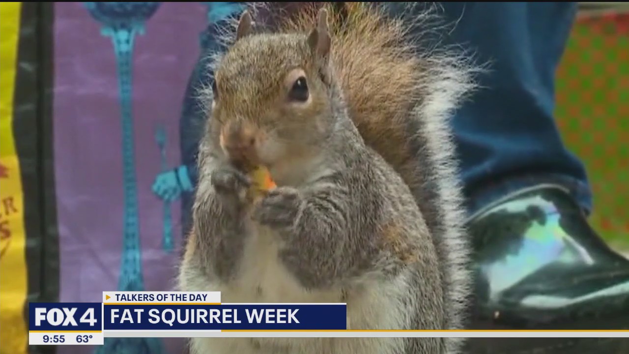 Talkers: Banana costumes & fat squirrels