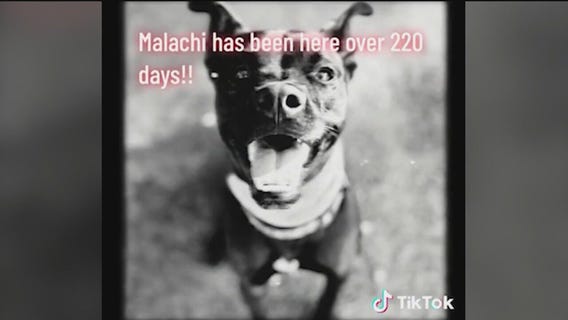 Pet of the Day from the Humane Society of NE Georgia