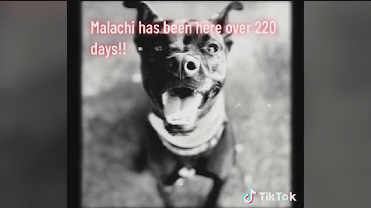 Pet of the Day from the Humane Society of NE Georgia