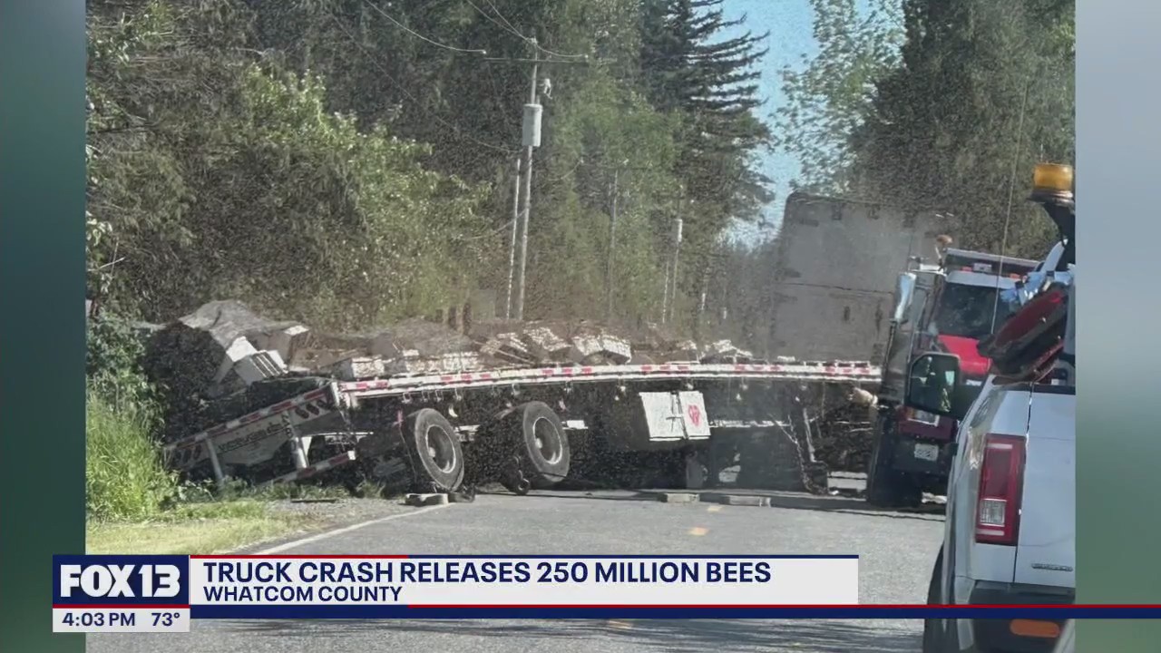 Semi crash releases 250 million bees in Whatcom County