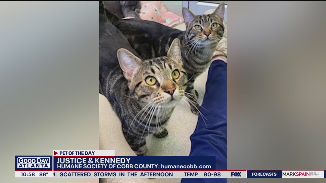 Pets of the Day from the Humane Society of Cobb County