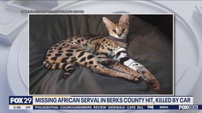 African Serval that escaped from Berks County enclosure hit, killed by car