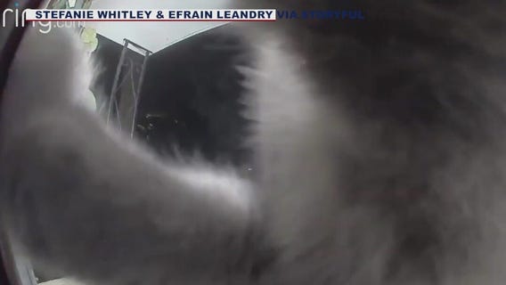 Cat 'rings' doorbell to let her family know she's home