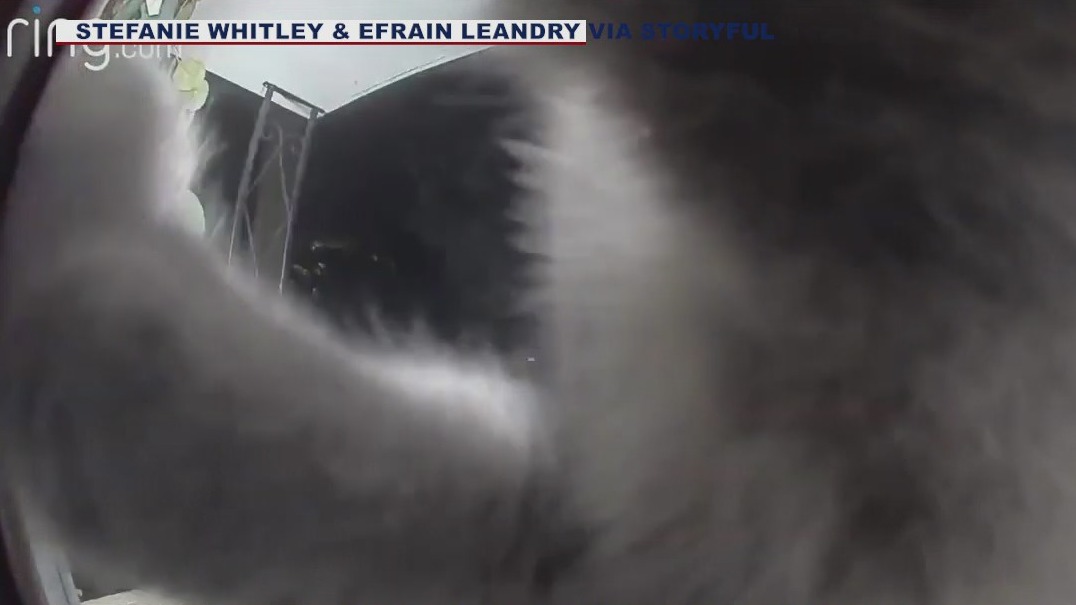 Cat 'rings' doorbell to let her family know she's home