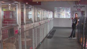 Rockstar Rescue auctions off MINI Cooper to fundraise