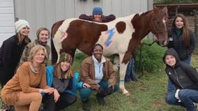 FOX 7 Care Force: Restoration Ranch helps veterans connect with horses
