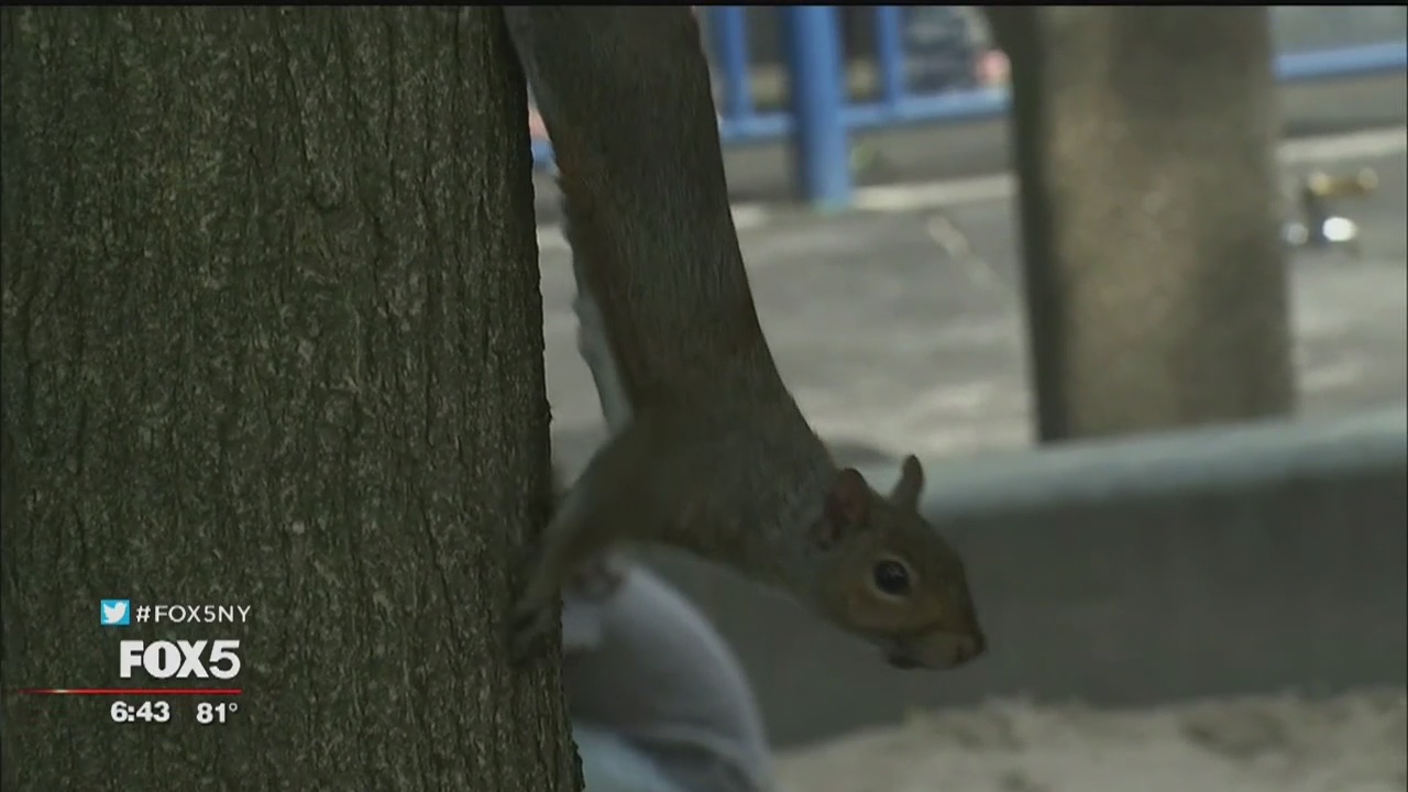 'Aggressive' squirrels a nuisance at Lower Manhattan park