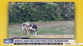 Pet Tricks for Thursday, December 4