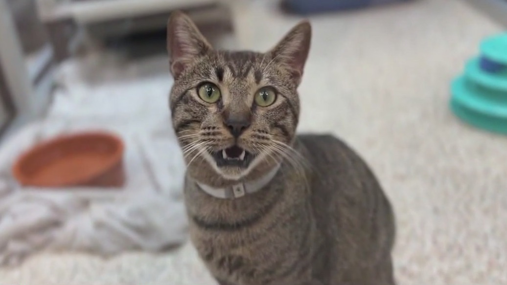 Rising cat food costs raise difficulties for Houston animal shelter