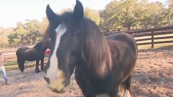 Gypsy Gold Horse Farm