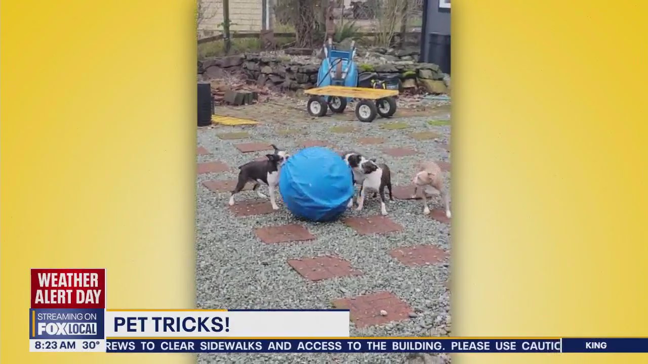 Good Day Pet Tricks for Wednesday, Feb. 5