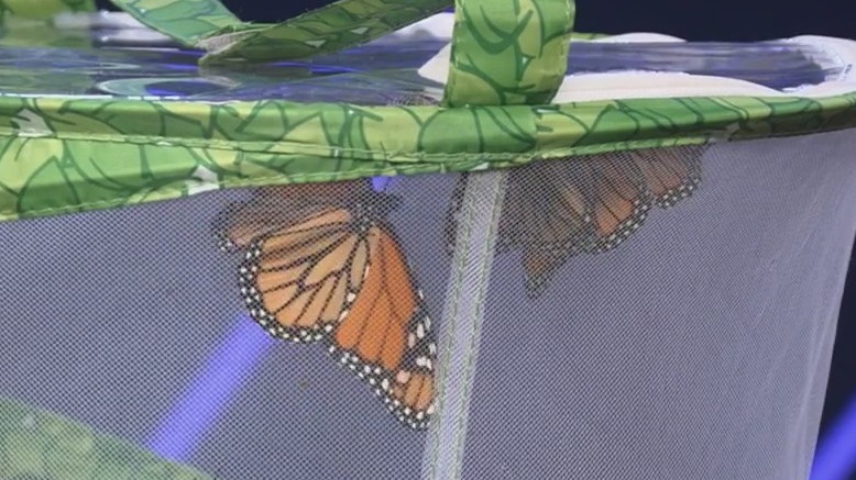 All about monarch butterfly migration