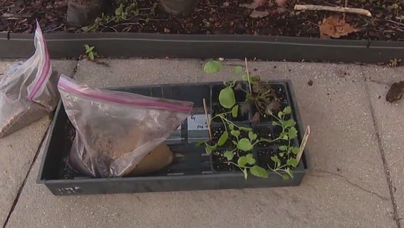 Planting a fall garden