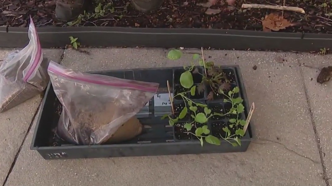 Planting a fall garden