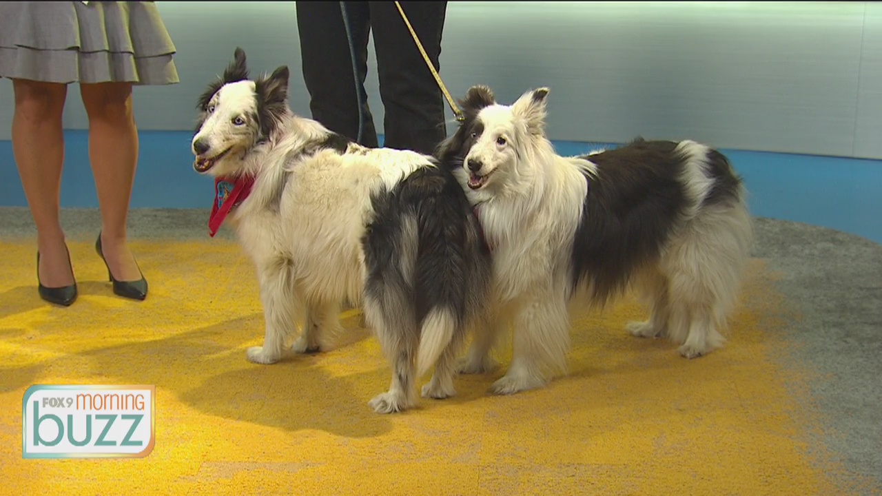 Minnesota dogs making history as 1st deaf therapy dogs