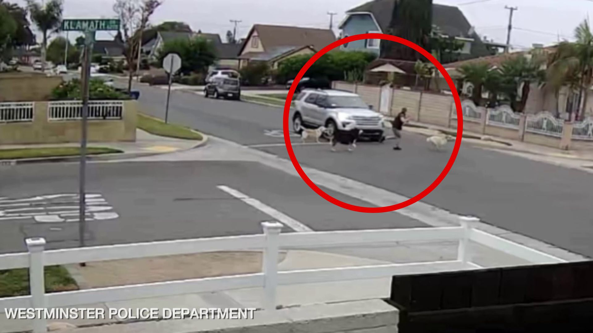 Woman walking dogs hit by hit-and-run driver in OC