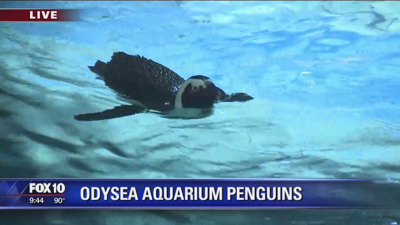 Cory's Corner: Penguins at the OdySea Aquarium