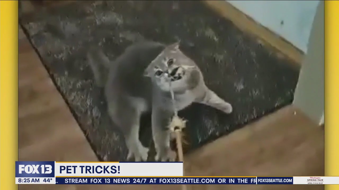 Good Day Pet Tricks for Monday, April 8