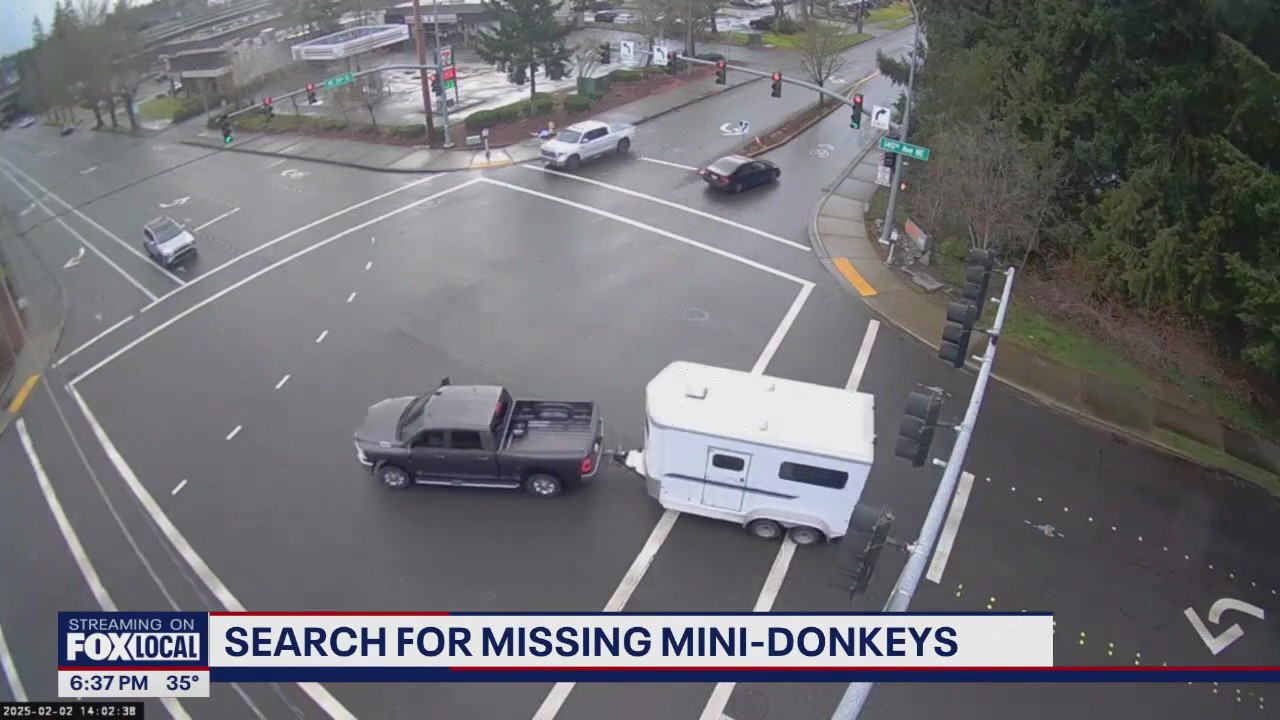 Search underway for missing mini donkeys in WA