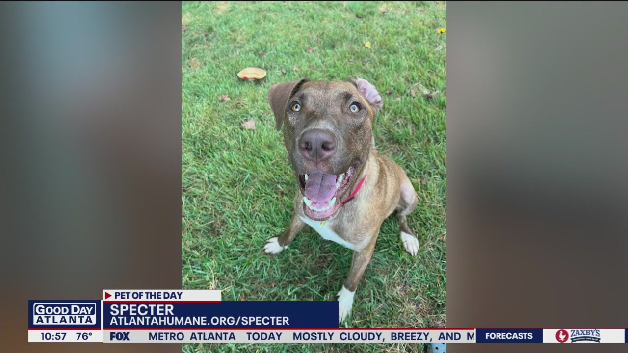 Pet of the Day from the Atlanta Humane Society