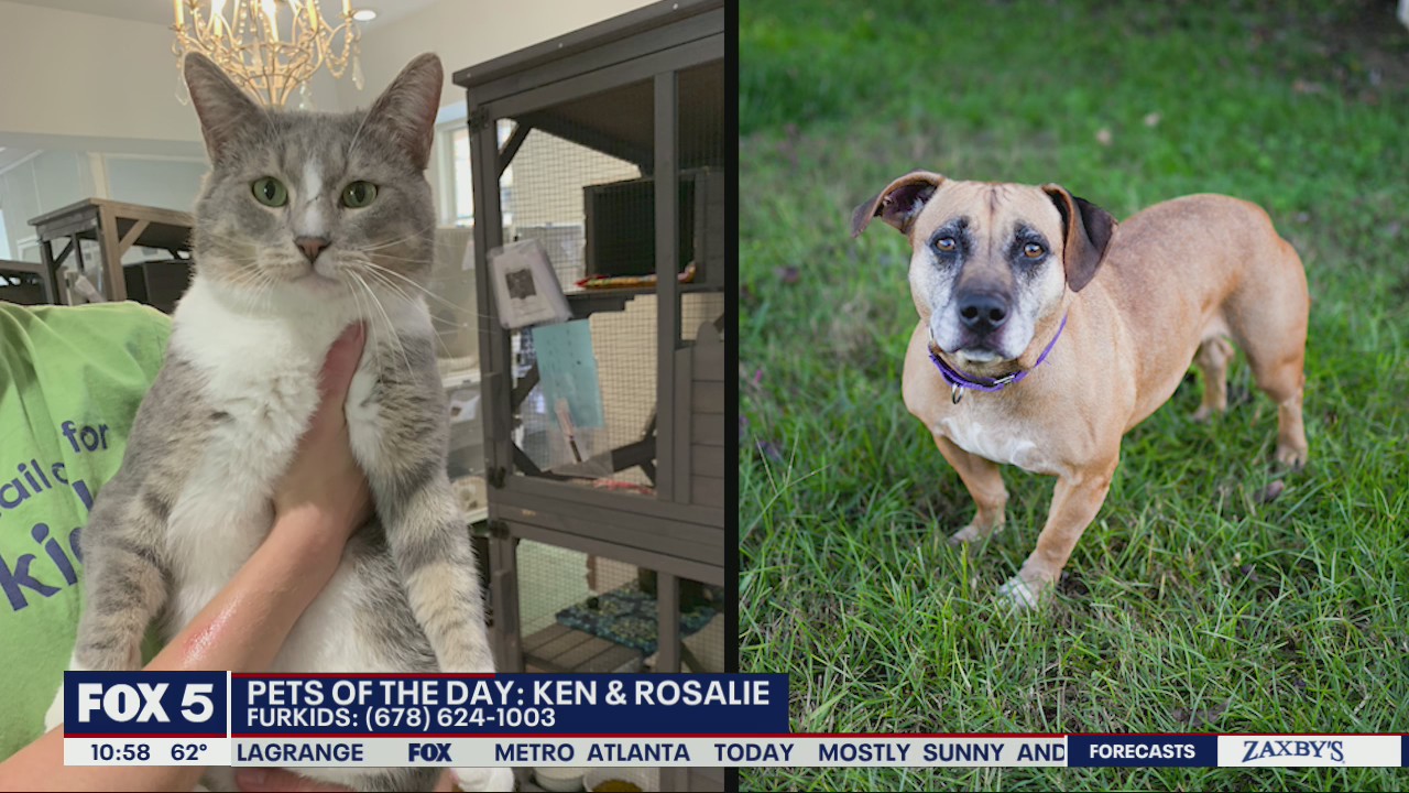 Pets of the Day from Furkids Animal Rescue