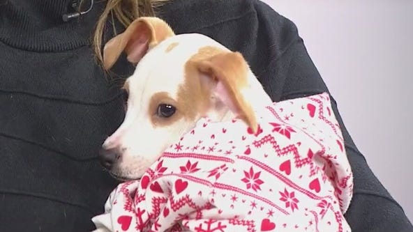 Hinsdale Humane Society puts on candlelight concert to help animals in need