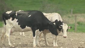 Bird flu virus detected in Arizona milk