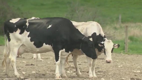 Bird flu virus detected in Arizona milk