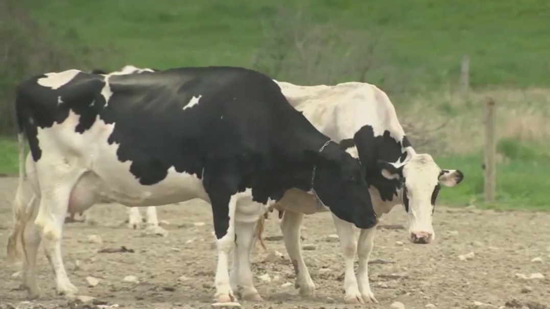 Bird flu virus detected in Arizona milk