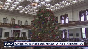 Christmas trees arrive at Texas Capitol for holidays