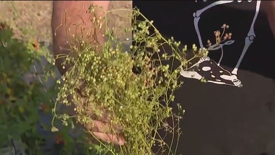 Planting cilantro in your garden