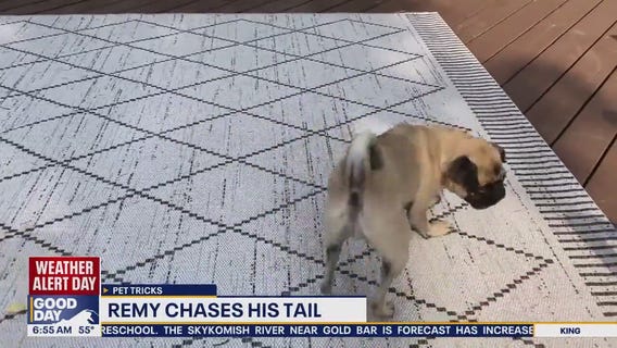 Pet Tricks for Wednesday, December 10