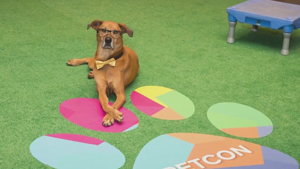 PetCon comes to Chicago this weekend with famous furry influencers