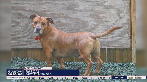 Pet of the Day from PAWS Atlanta