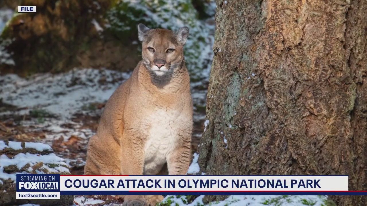 Cougar attack in Olympic National Park