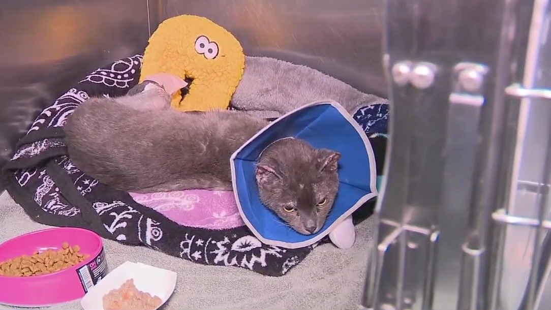 Pasadena Humane Society seeking donations