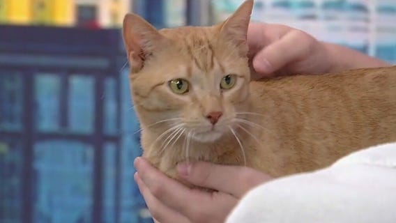 Meet Fender: Our Pet of the Day