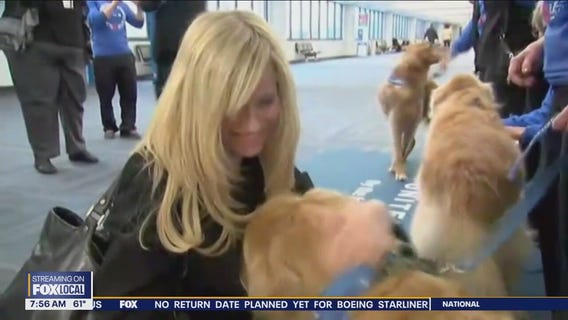 New guidelines for dogs traveling internationally